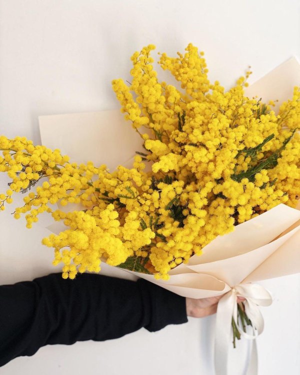 цветение мимозы в сочи