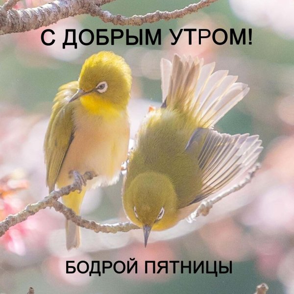 с добрым утром птички