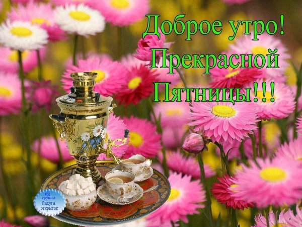 маргаритка цветок