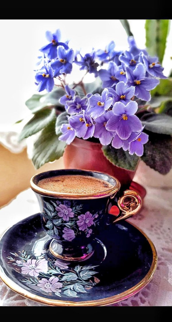 узамбарская фиалка