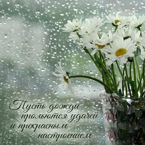 ромашки под дождем
