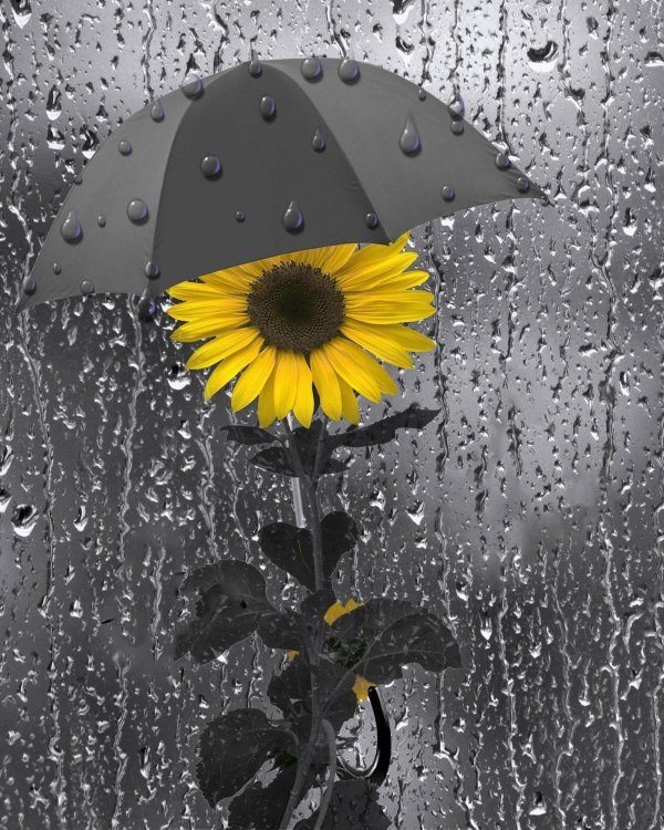 цветы дождя