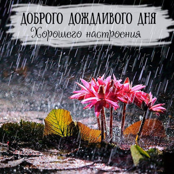 дождь природа