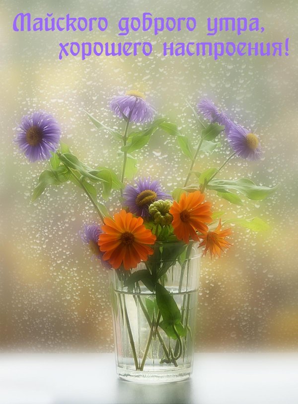 доброго дождливого летнего утра