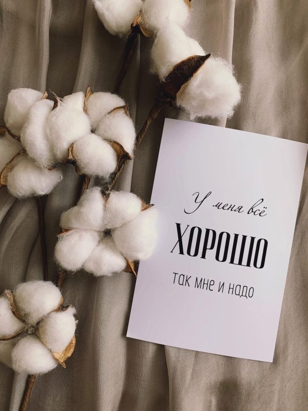 сухоцветы хлопок