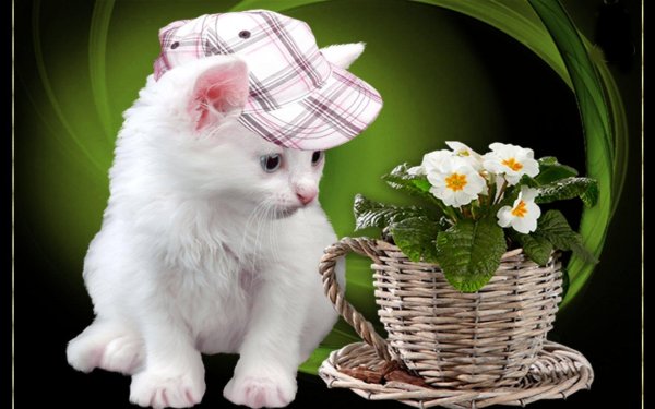 красивые открытки