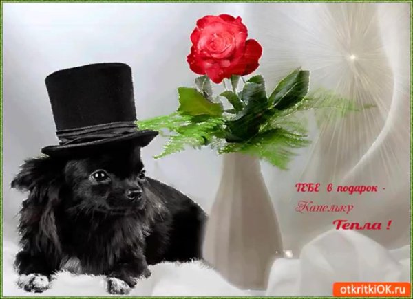 чихуахуа черный длинношерстный