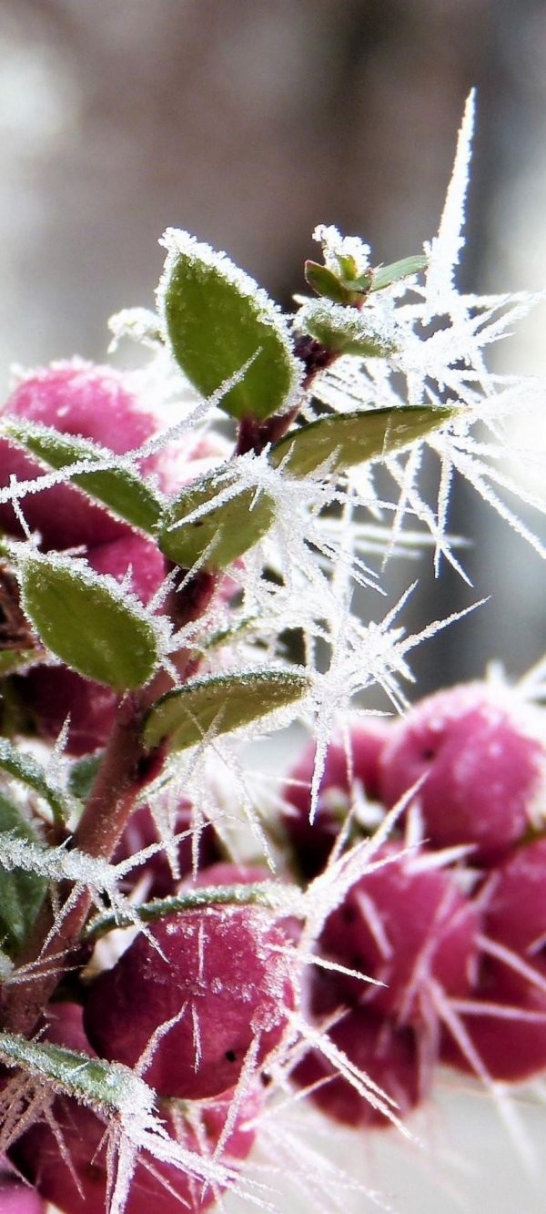 зимняя вишня растение