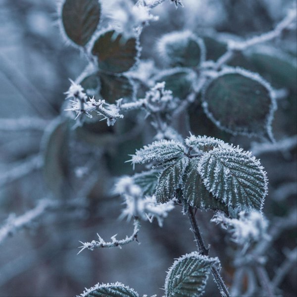 первые заморозки