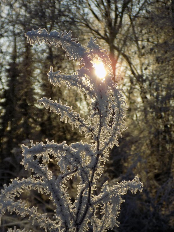 солнце зимнее