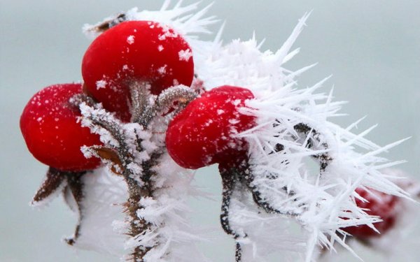 ягоды в снегу