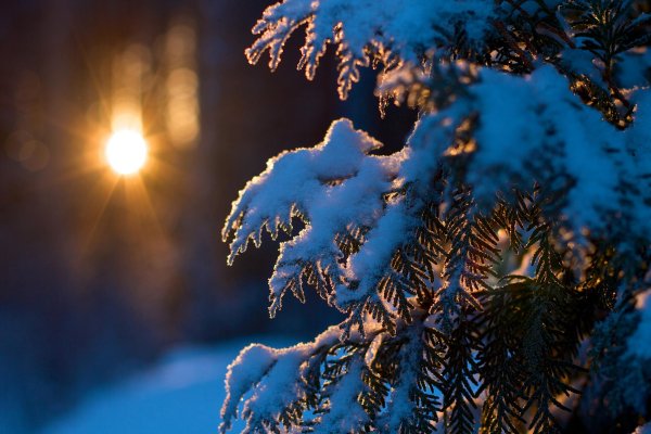 зимний лес солнце