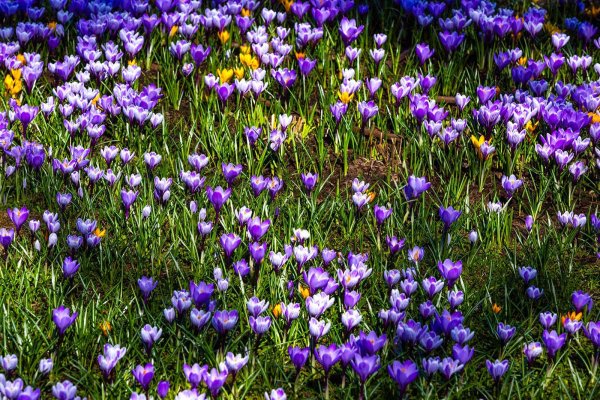 весенние цветы