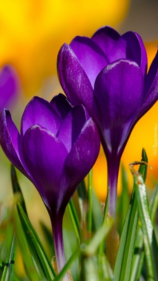 крокус весенний сиреневый