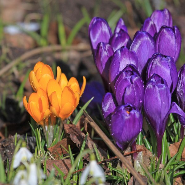 крокус принц клаус