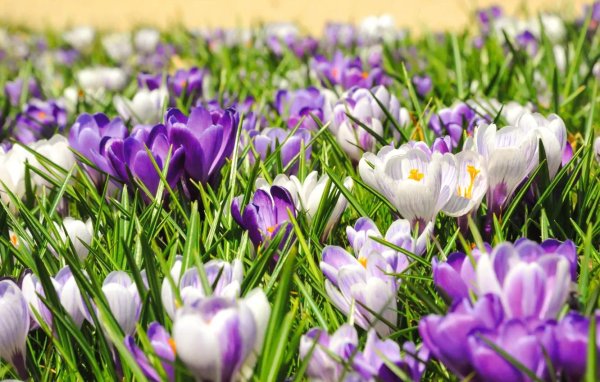 весна крокусы