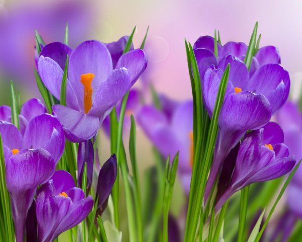 весенние цветы