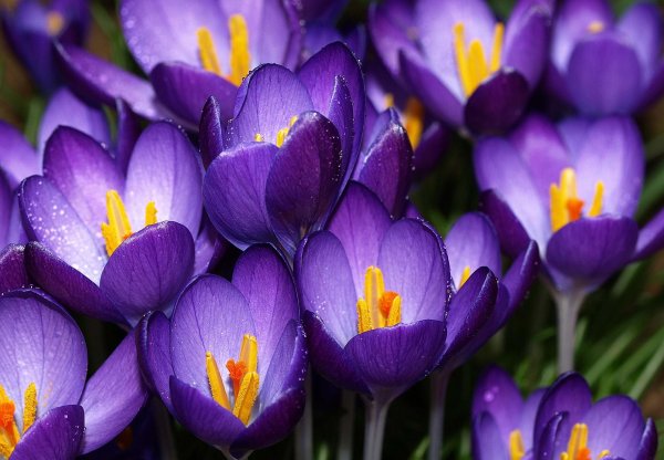 крокус barrs purple