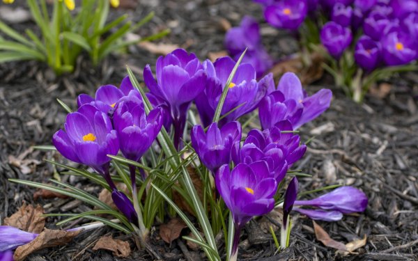 крокус растение