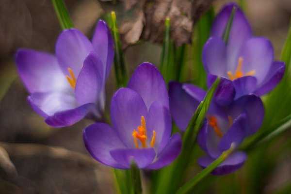 крокус фиолетовый