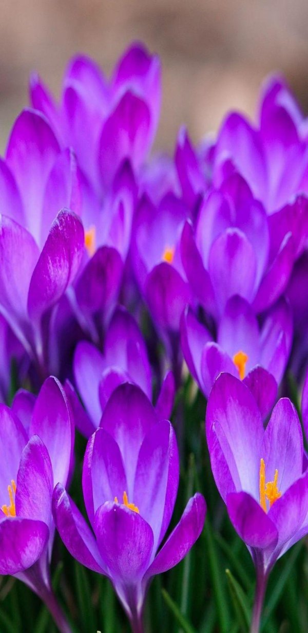 весенние цветы