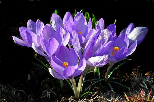 первоцветы подснежники крокусы гиацинты