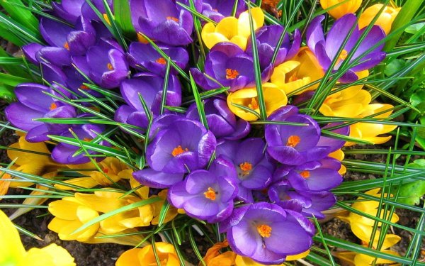 весенние цветы