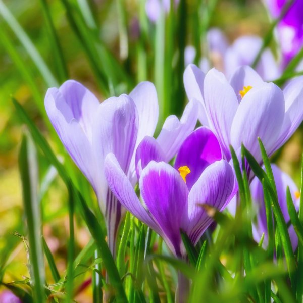 крокусы первоцветы