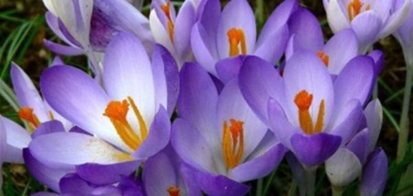 крокус шафран