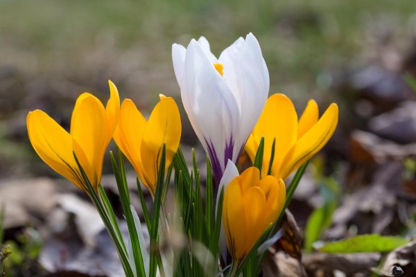 весенние цветы крокусы