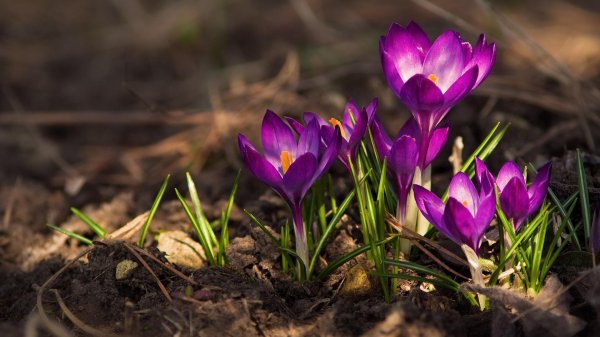 крокусы лиловые