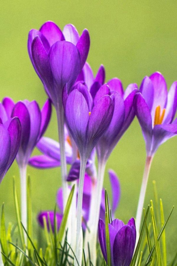 весна крокусы