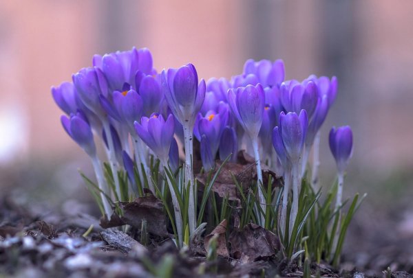 первоцветы крокусы
