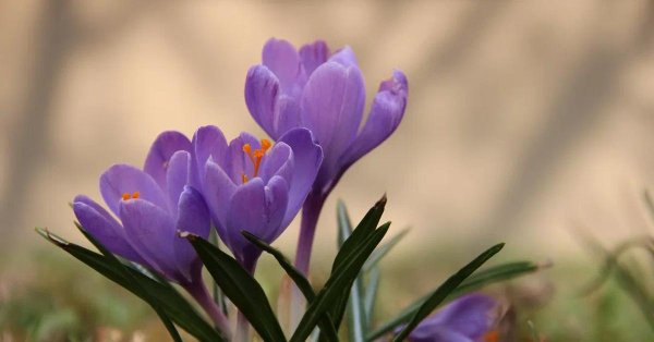 растение крокус