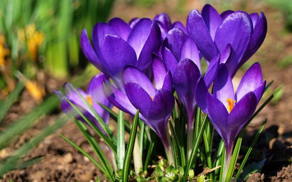 весенние цветы