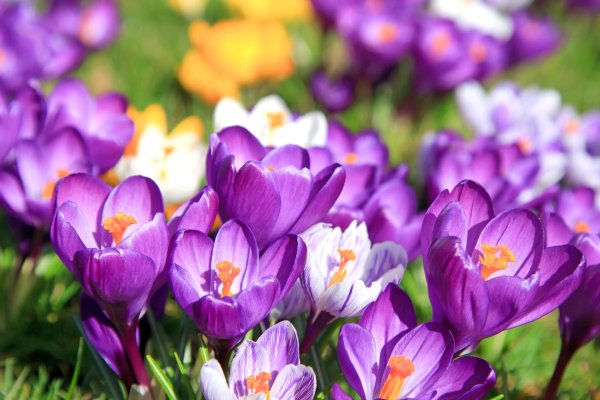 весенние цветы