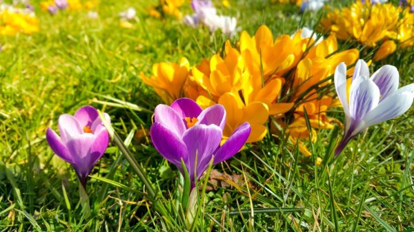 весна крокусы