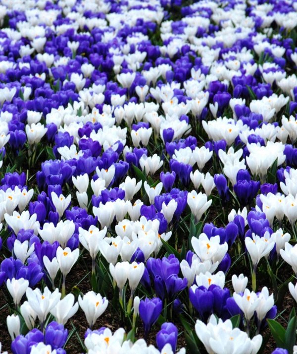 поля крокусов голландия