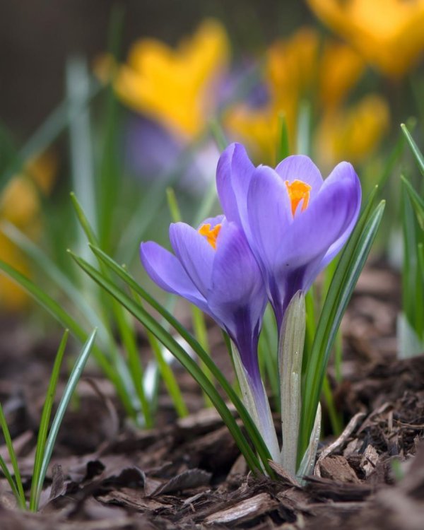 крокус весенний
