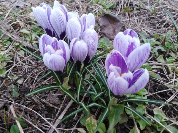 крокус king striped