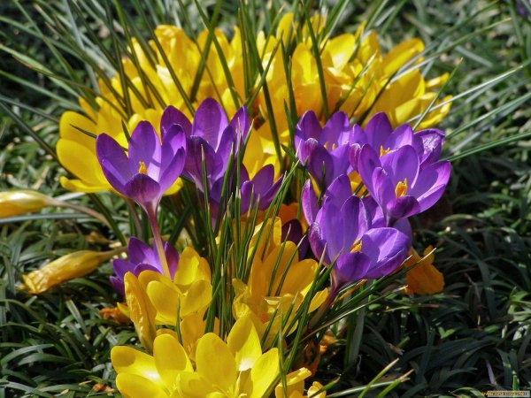 весенние крокусы