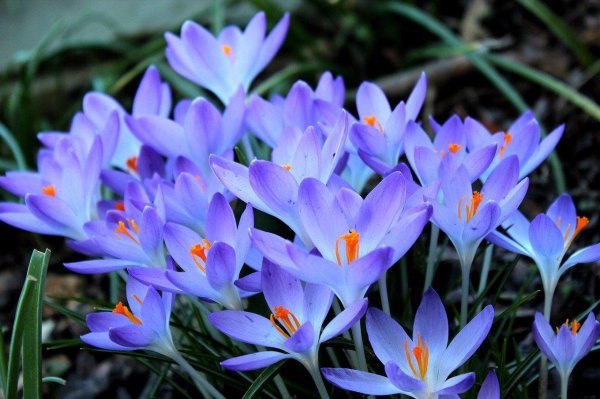 крокус сорт шафран