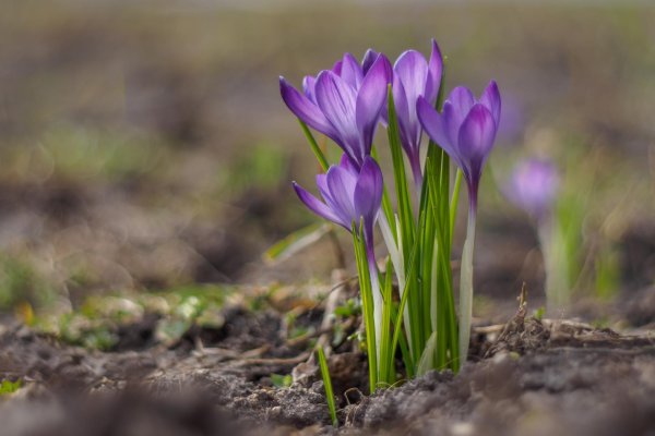 растение крокус