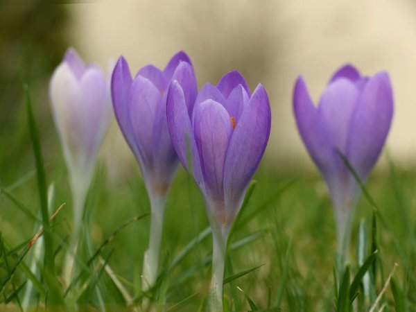 растение крокус