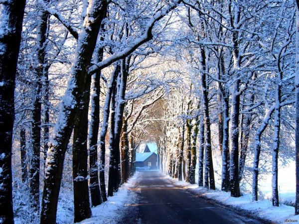 зимняя аллея