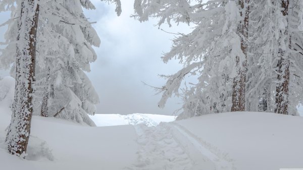 заснеженный лес