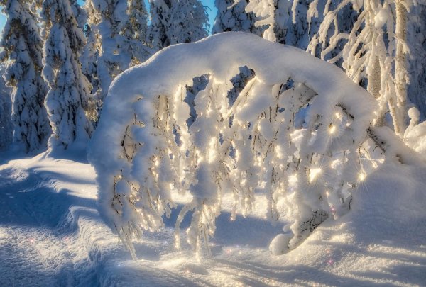 снежный лес