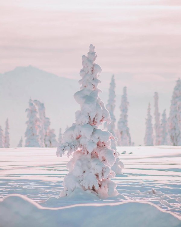 чудеса зимы