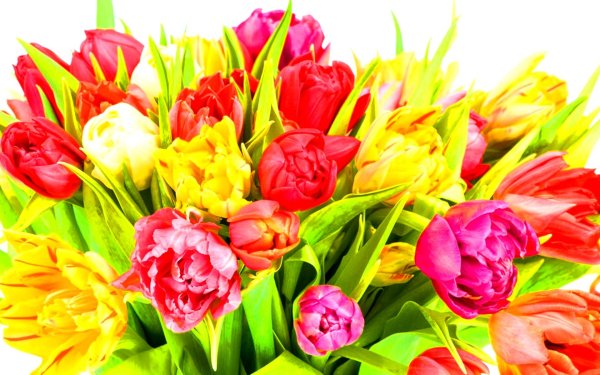 тюльпан цветок