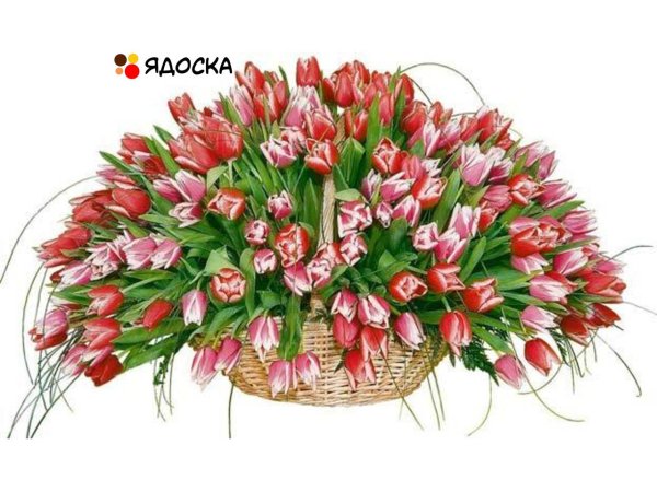 открытка корзина с тюльпанами